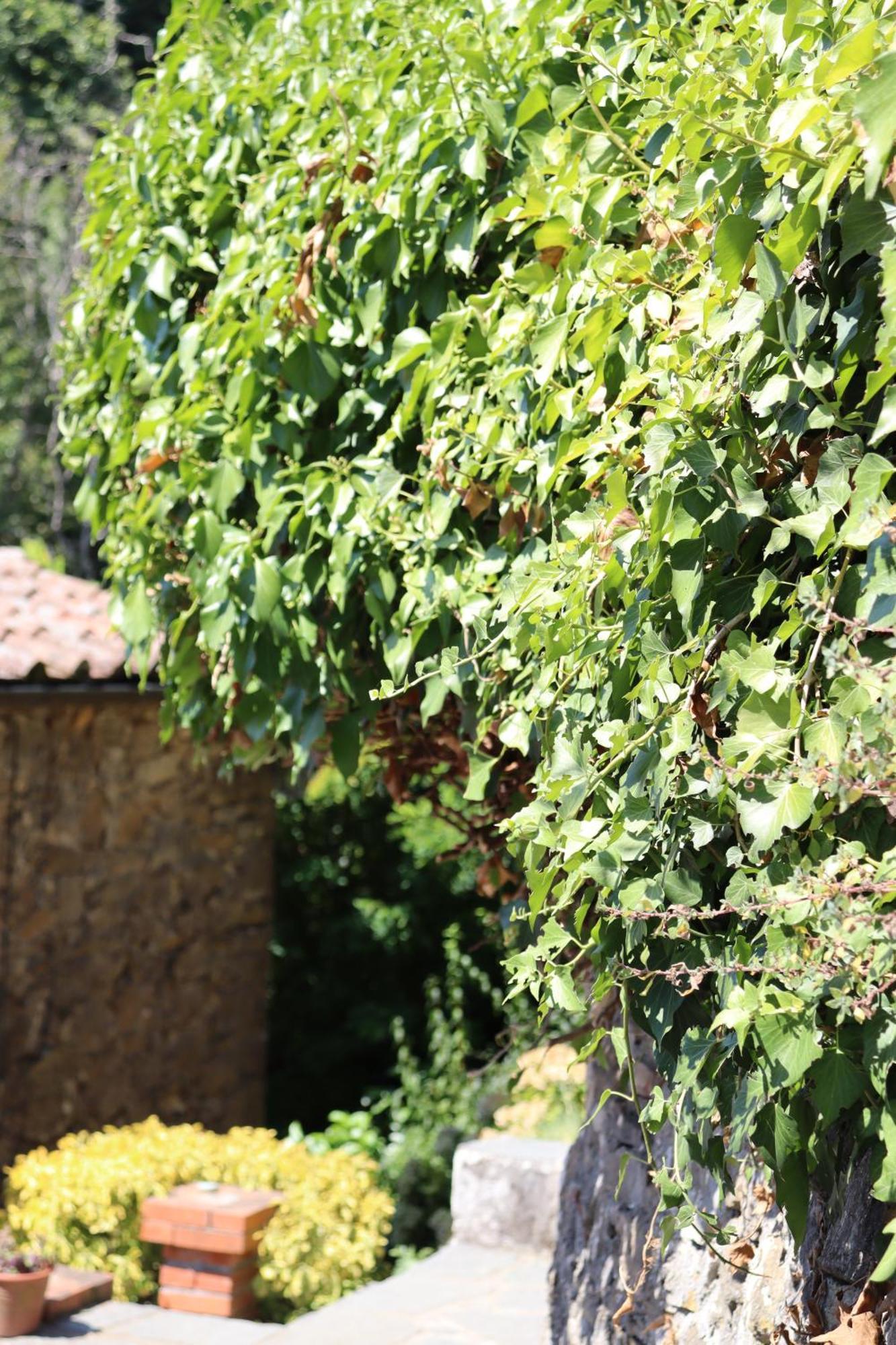 Carpe Diem Colognora Villa Vetriano Buitenkant foto